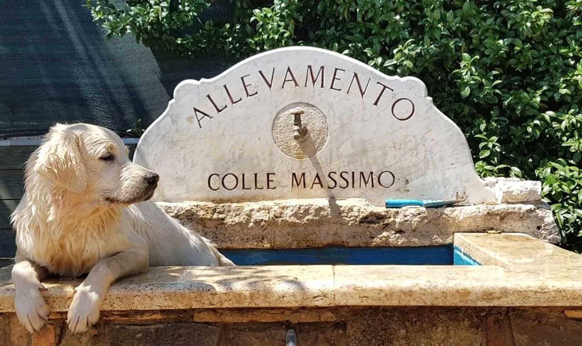 Allevamento Golden Retriever Roma