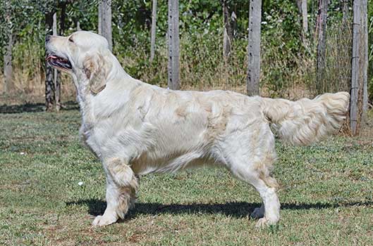 Femmine di Golden Retriver