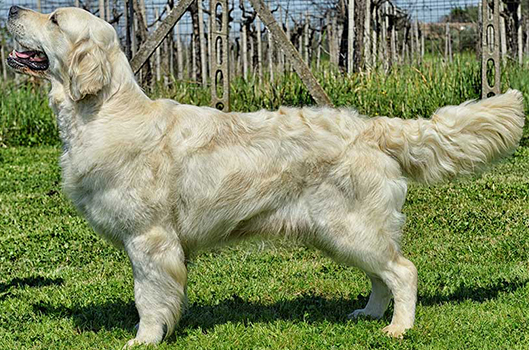 Femmine di Golden Retriver