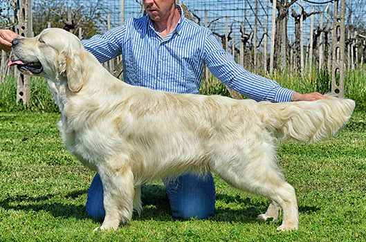 Golden Retriver Bianco