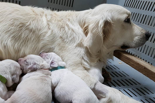 Cuccioli Golden Retriever