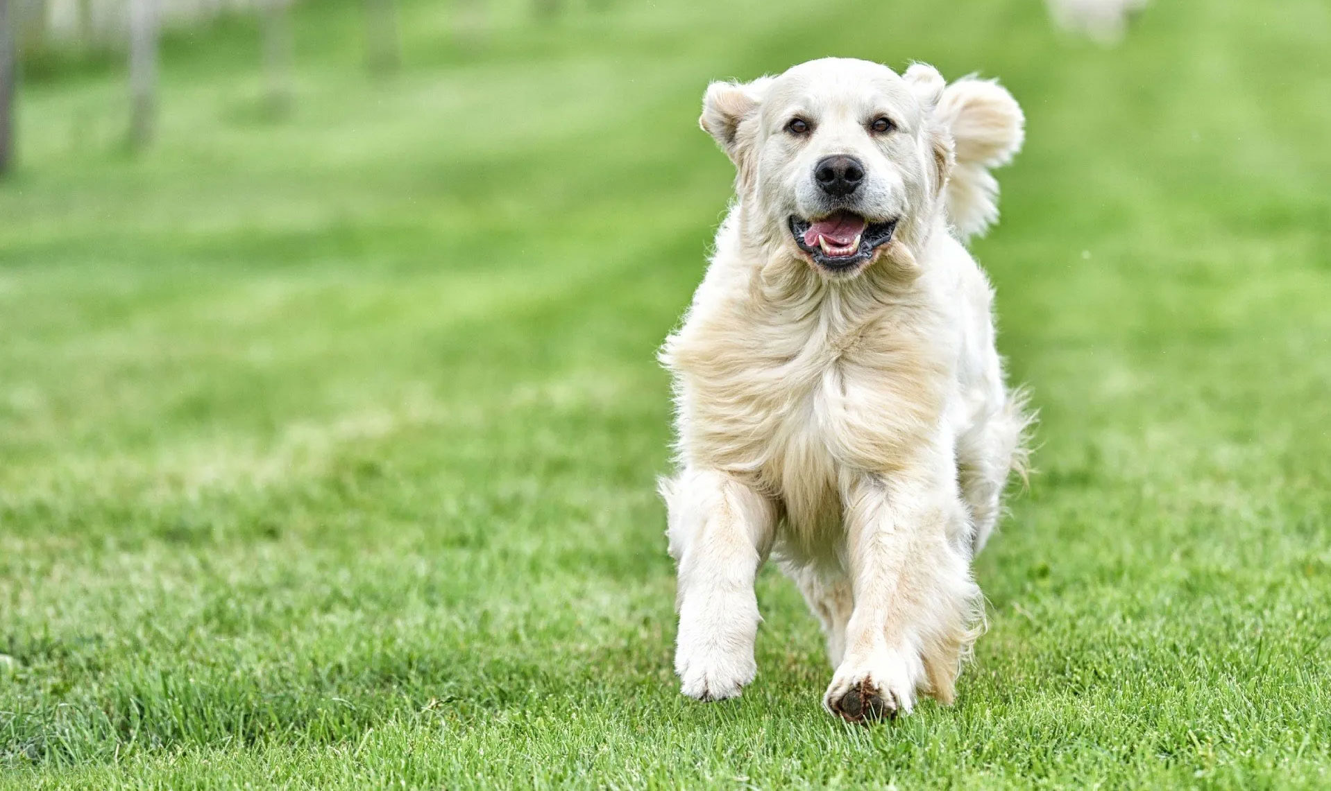 Golden Retriver Bianco