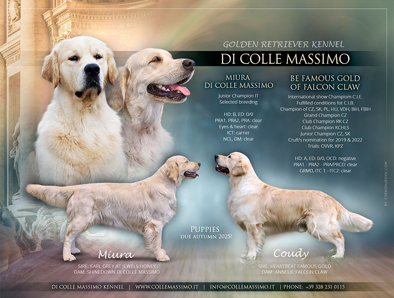 Cuccioli Golden Retriever