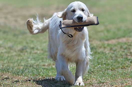 Femmine di Golden Retriver