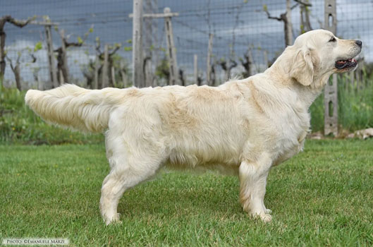 Femmine di Golden Retriver