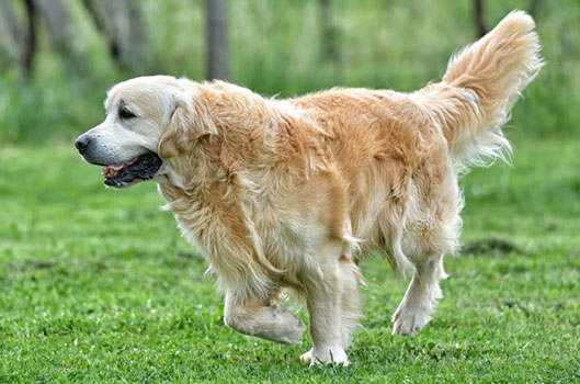 Golden Retriver Bianco