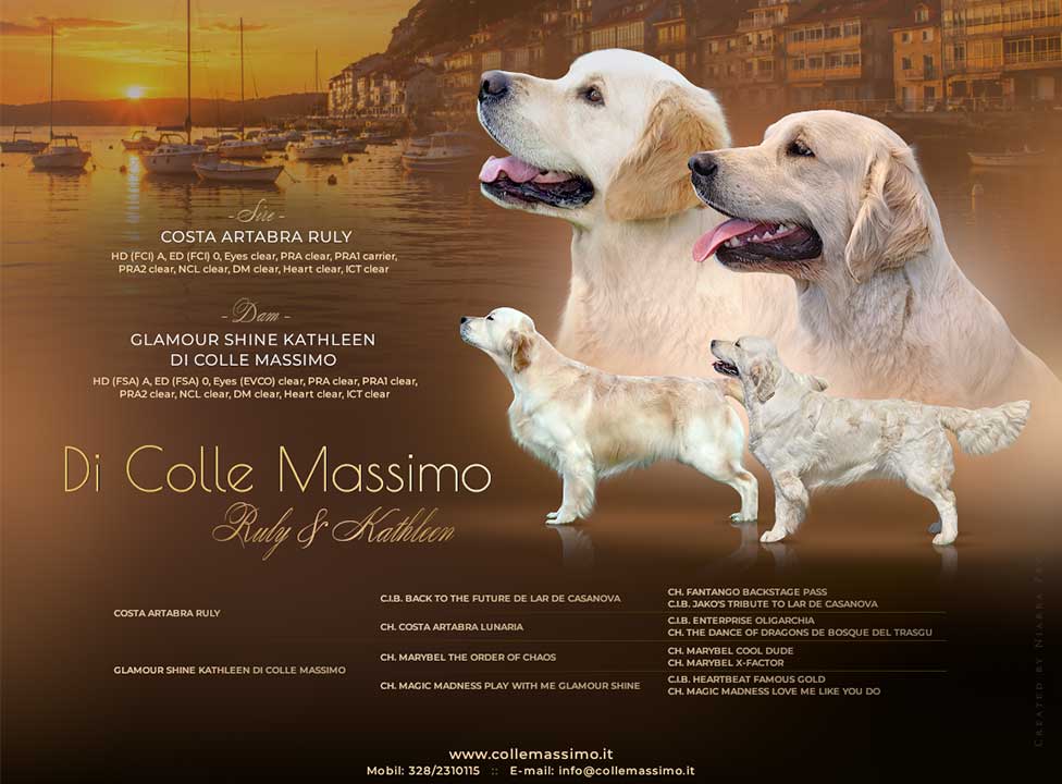 Cuccioli Golden Retriever