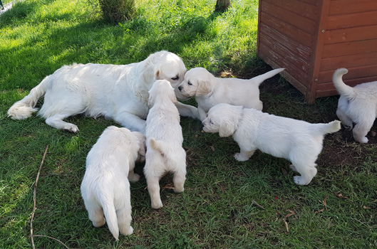 Cuccioli Golden Retriever