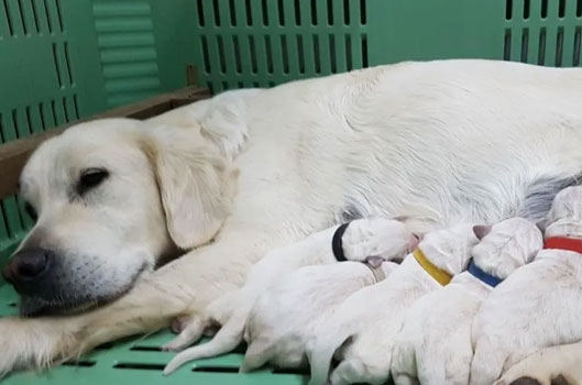 Cuccioli Golden Retriever