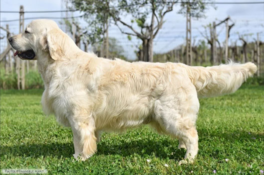 Golden Retriver Bianco