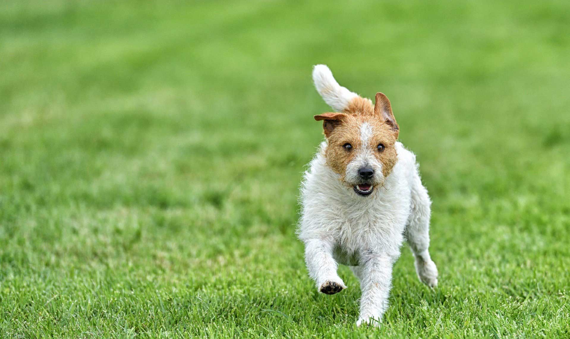 Mascotte dell'allevamento Colle Massimo