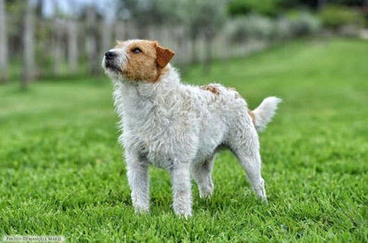 Mascotte dell'allevamento Di Colle Massimo