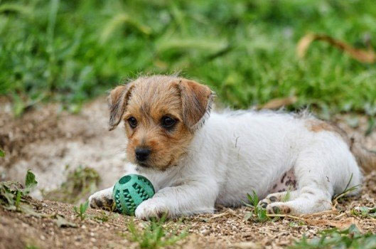 Mascotte dell'allevamento Di Colle Massimo