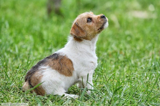 Mascotte dell'allevamento Di Colle Massimo