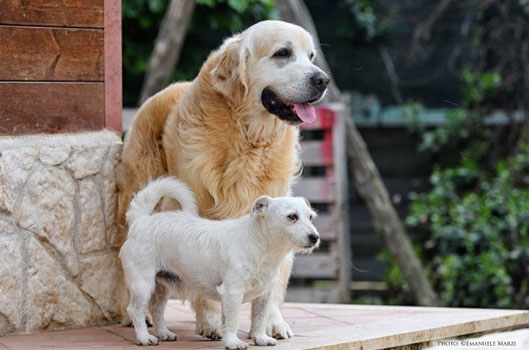 Mascotte dell'allevamento Di Colle Massimo