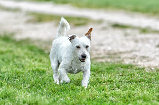 Mascotte dell'allevamento Di Colle Massimo