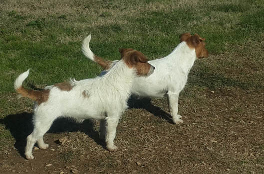 Mascotte dell'allevamento Di Colle Massimo