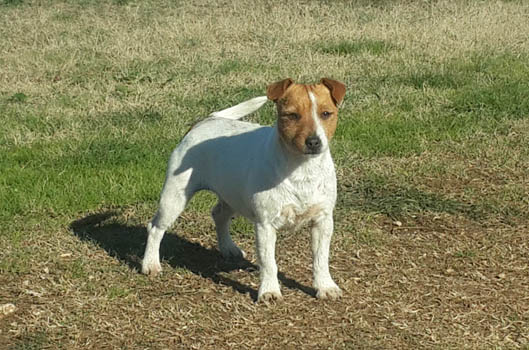 Mascotte dell'allevamento Di Colle Massimo