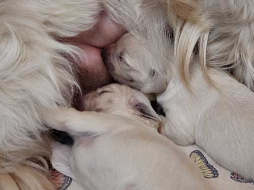 CUCCIOLI GOLDEN RETRIEVER