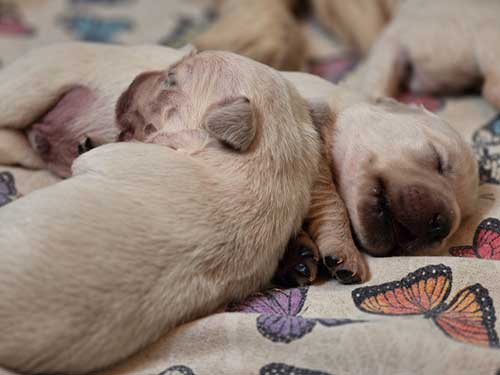 CUCCIOLI DI GOLDEN RETRIEVER