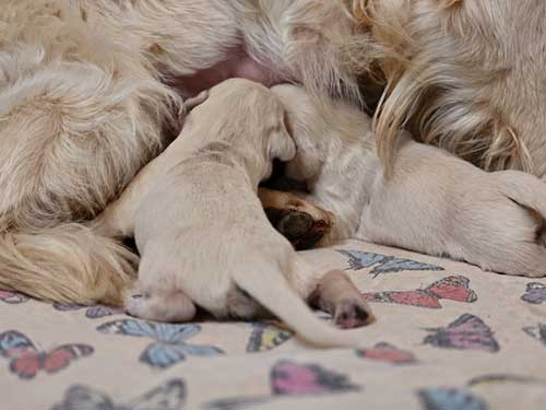 CUCCIOLI GOLDEN RETRIEVER