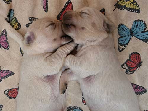 CUCCIOLO GOLDEN RETRIEVER