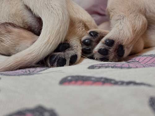 CUCCIOLI GOLDEN RETRIEVER