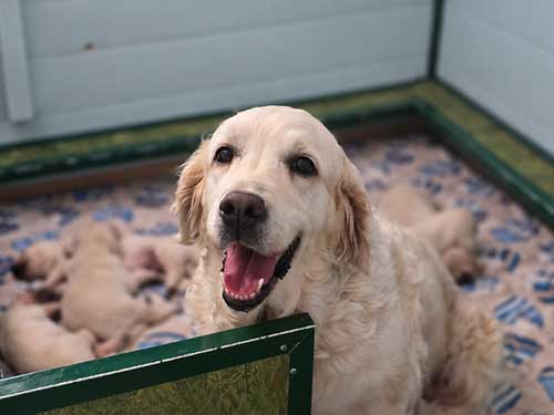 CUCCIOLI GOLDEN RETRIEVER