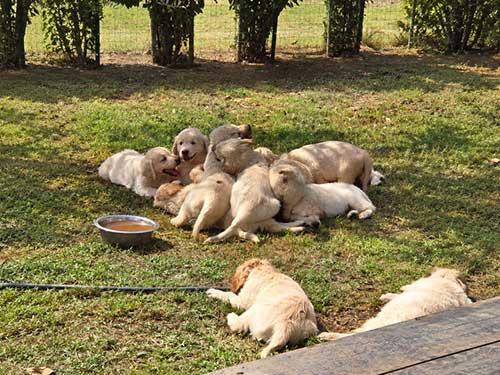 CUCCIOLI GOLDEN RETRIEVER