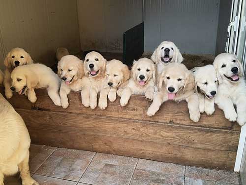 CUCCIOLI GOLDEN RETRIEVER