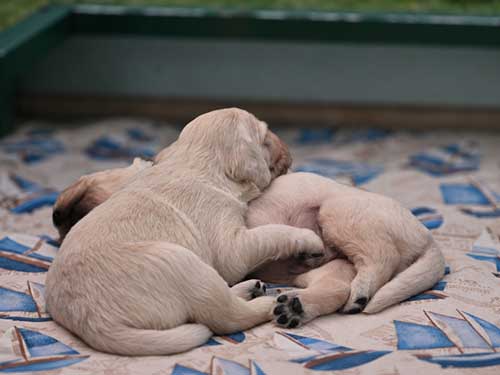 CUCCIOLI GOLDEN RETRIEVER