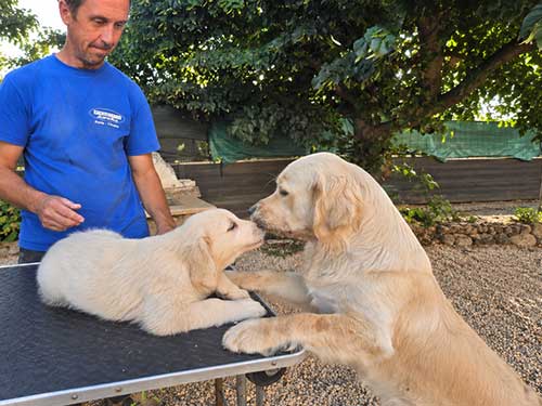 CUCCIOLI GOLDEN RETRIEVER