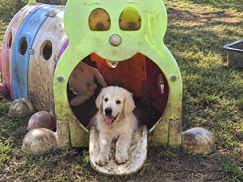 CUCCIOLI GOLDEN RETRIEVER