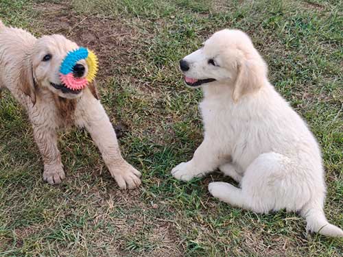 CUCCIOLI GOLDEN RETRIEVER
