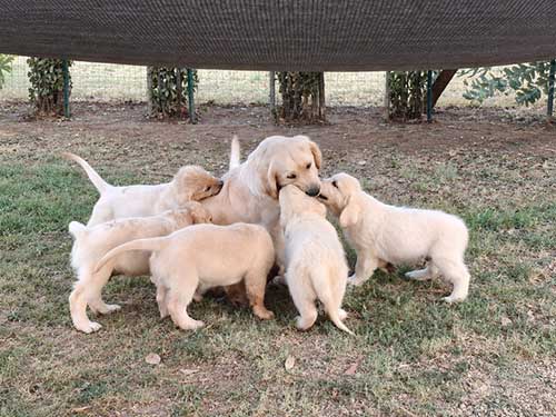 CUCCIOLI GOLDEN RETRIEVER