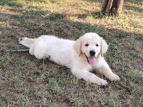 CUCCIOLI GOLDEN RETRIEVER