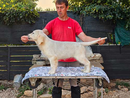 CUCCIOLI GOLDEN RETRIEVER