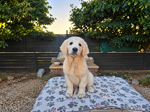 CUCCIOLI GOLDEN RETRIEVER