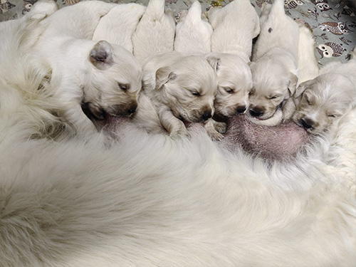 CUCCIOLI GOLDEN RETRIEVER