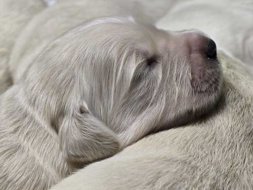 CUCCIOLI DI GOLDEN RETRIEVER