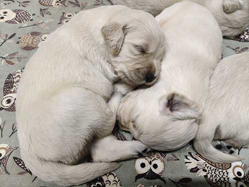 CUCCIOLI GOLDEN RETRIEVER