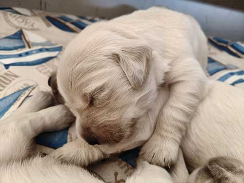 CUCCIOLO GOLDEN RETRIEVER