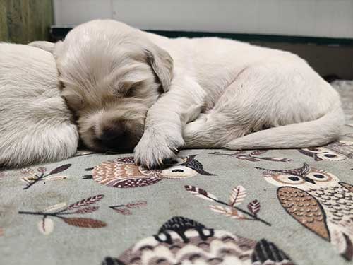 CUCCIOLI GOLDEN RETRIEVER