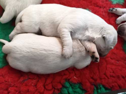 CUCCIOLI GOLDEN RETRIEVER