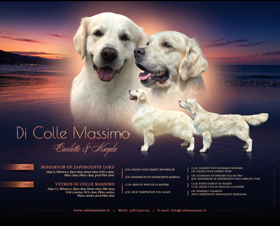 Cuccioli Golden Retriever